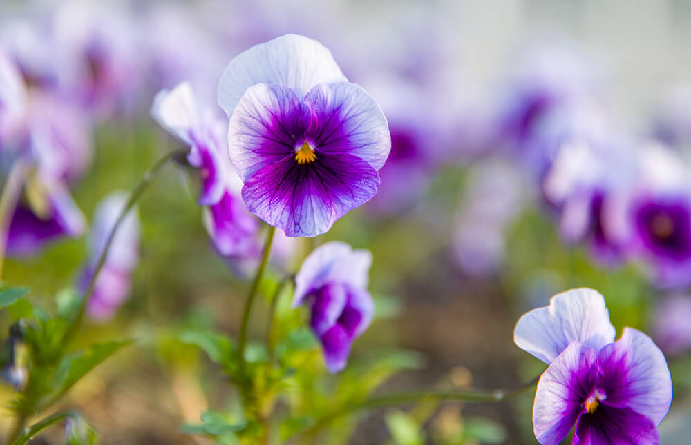 분당중앙공원 벚꽃 - 3