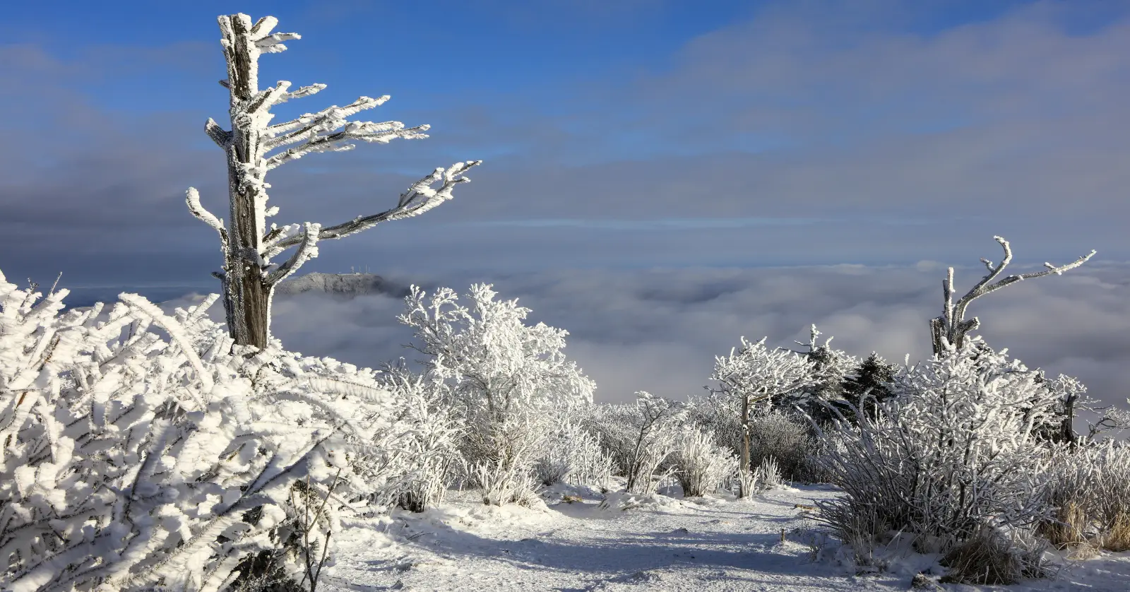 한라산 실시간 CCTV는 별도 확인