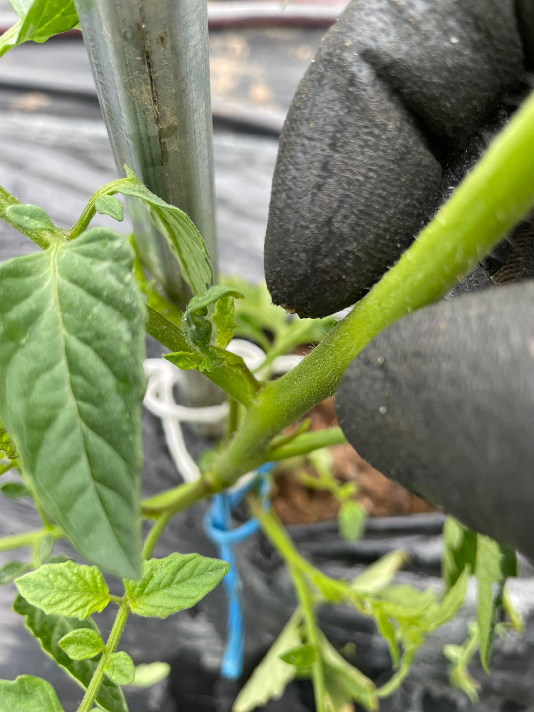 토마토 곁순 그림