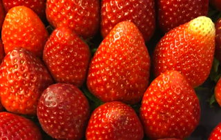 미오이노시톨 식품