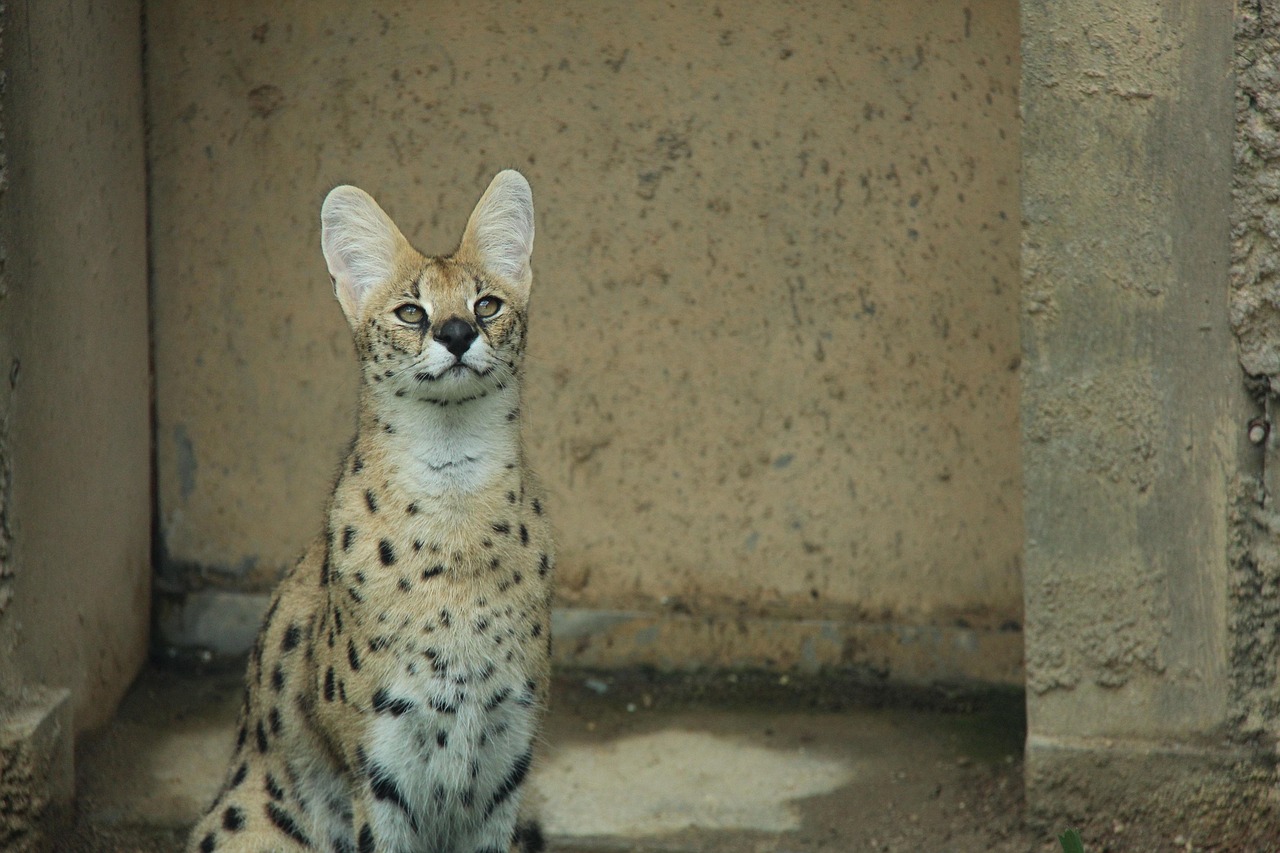 큰 귀와 우아한 자태가 돋보이는 아프리카 서벌(Serval)의 모습