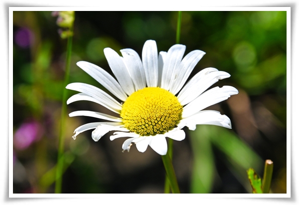 "마가렛" 상큼함으로 일상을 물들이는 꽃, 키우기부터 활용까지 완벽 가이드!