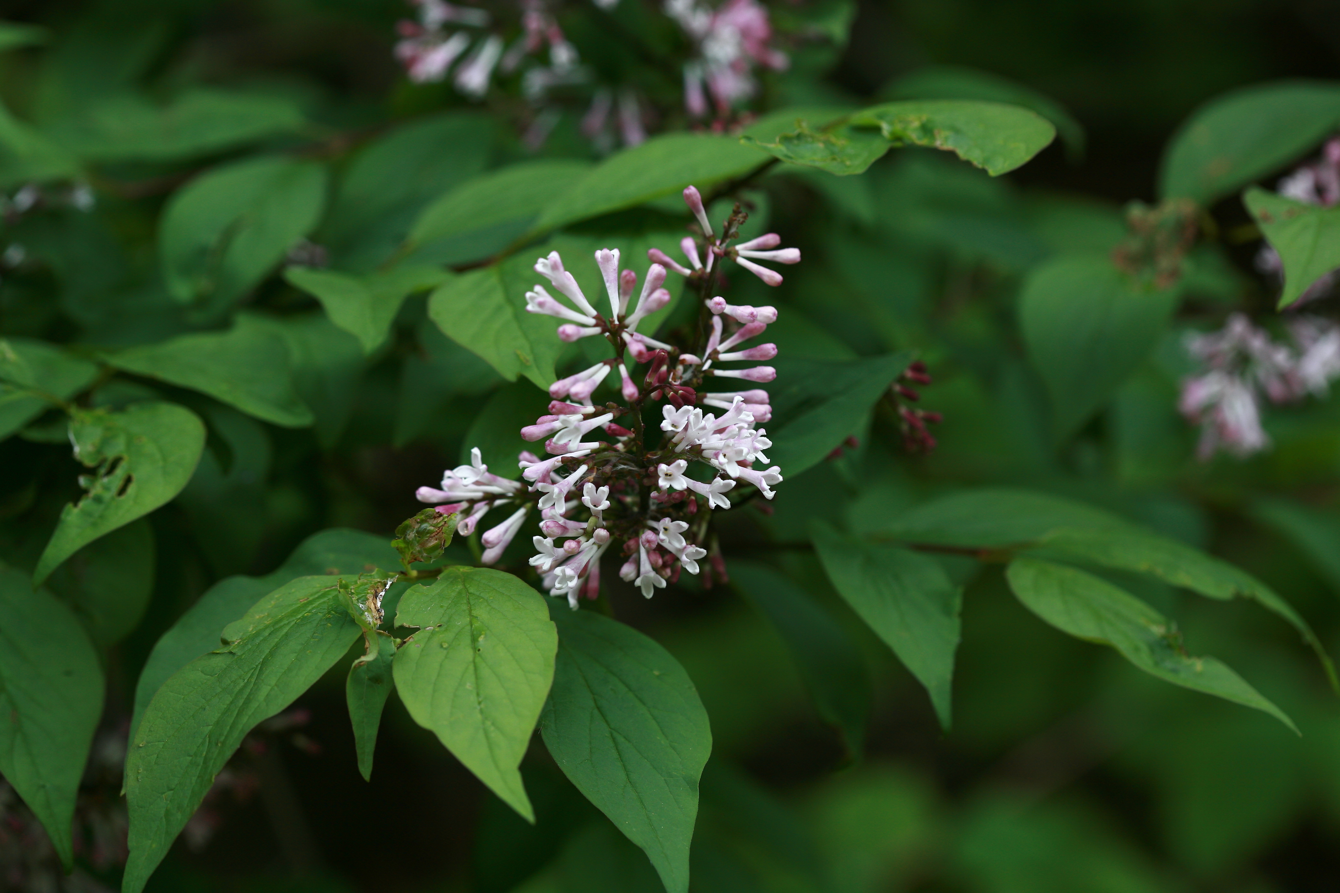 한의학 국소 마취제 정향나무-동의보감