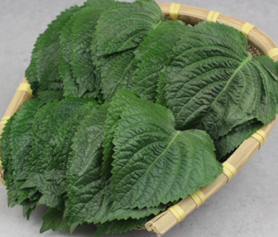 들깨 심는시기(파종시기, 심기방법, 재배방법, 수확하기) 깻잎키우기 총정리!