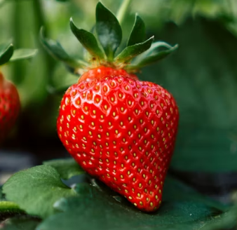 천식에 좋은 음식 영양제 식단