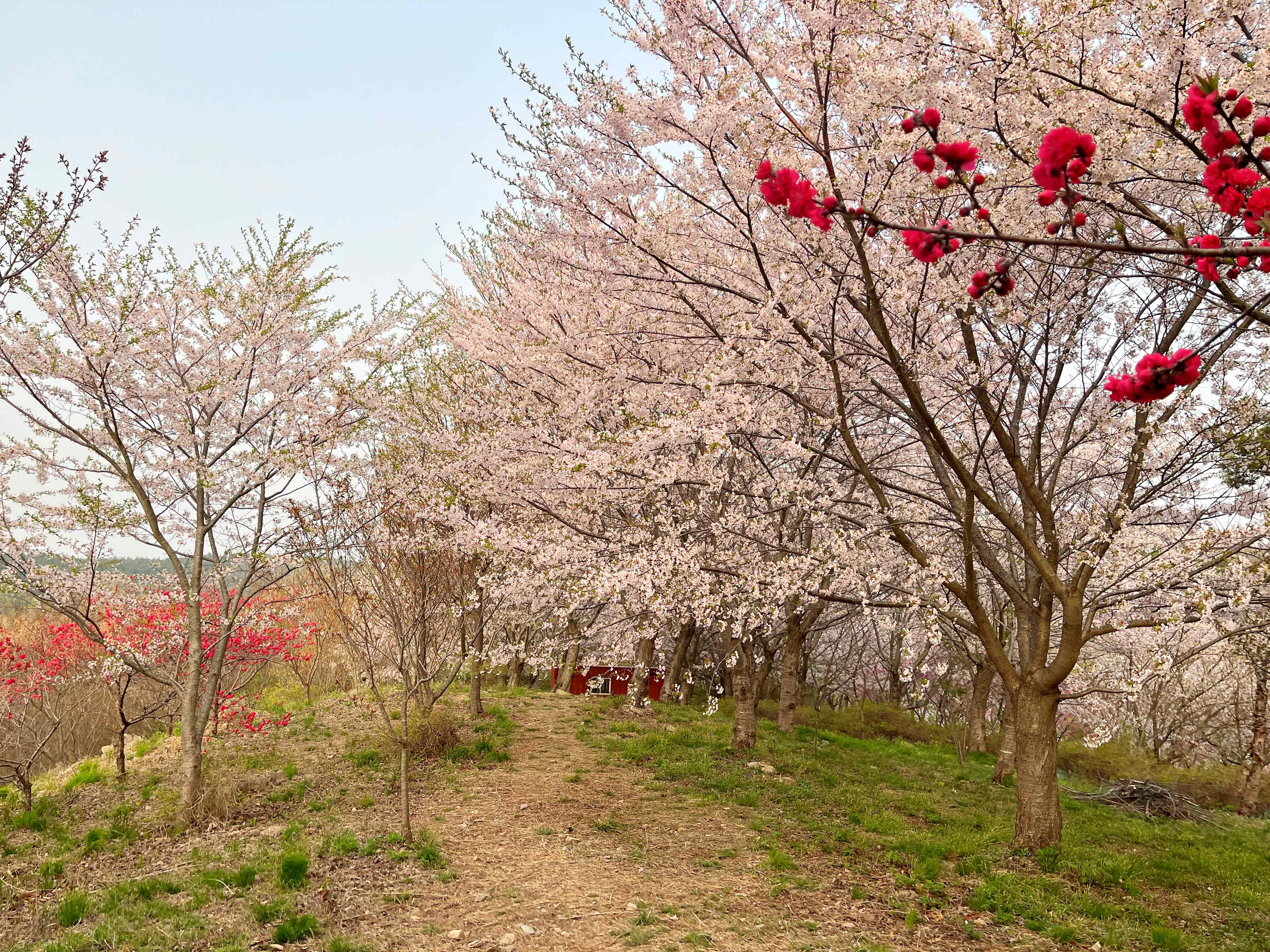 태안 안면암