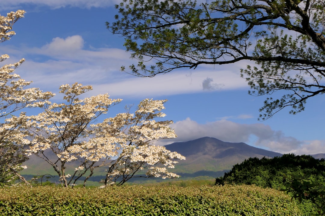 Cornus (the scientific name for the plant used to make the tea)