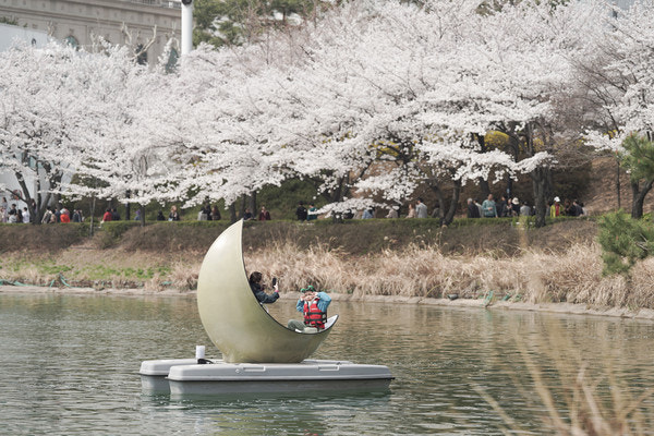송파구 호수벚꽃축제 사진
