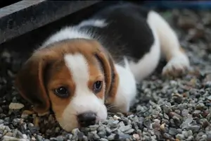 반려동물 강아지 사진