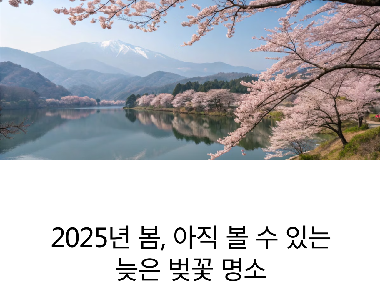 고산지대 호숫가에 핀 벚꽃