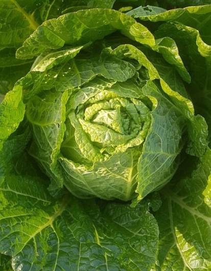 해남 스테비아 절임배추 주문하기