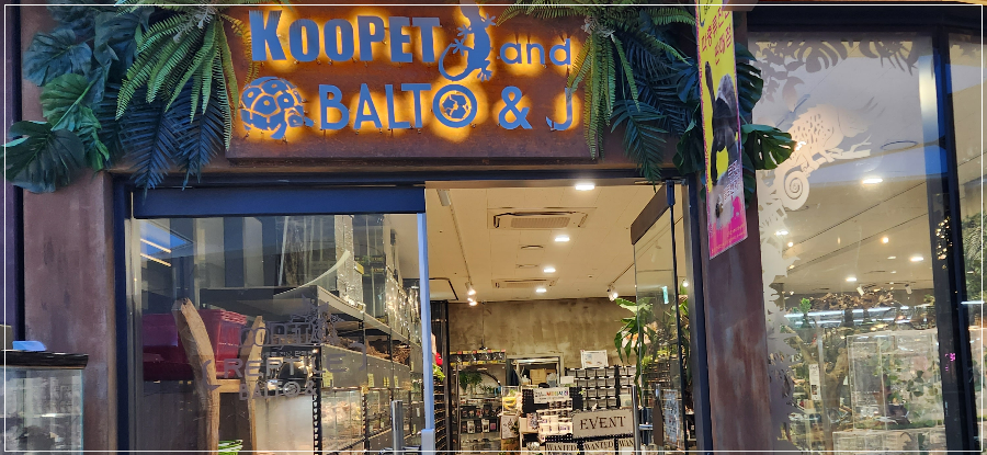 롯데시네마-판교-주차-가볼만한-곳