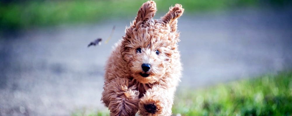 강아지에게 안돼! 가르치는 방법 1