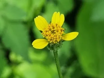 도깨비바늘 귀침초 자연이 준 해독의 명약 건강 효과_16