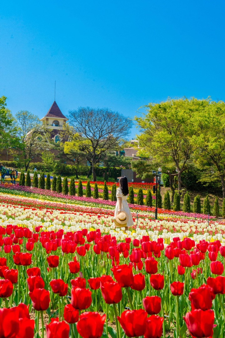 이월드 튤립 트래블