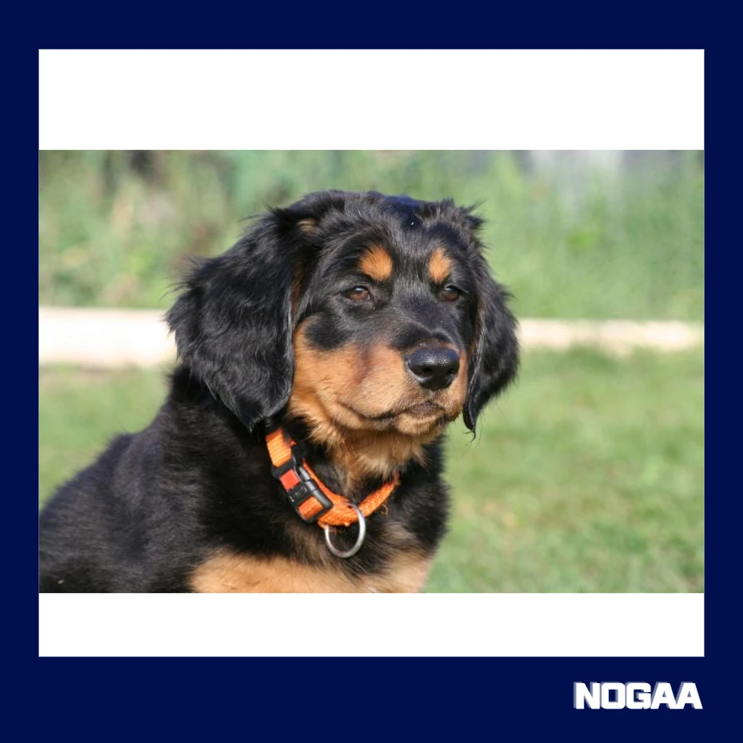 강아지 설사할 때