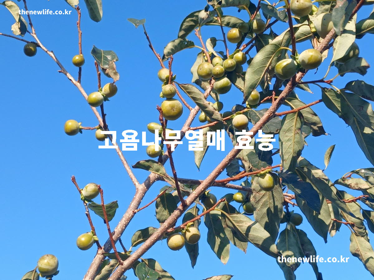 고욤나무열매 효능 대표 실사진