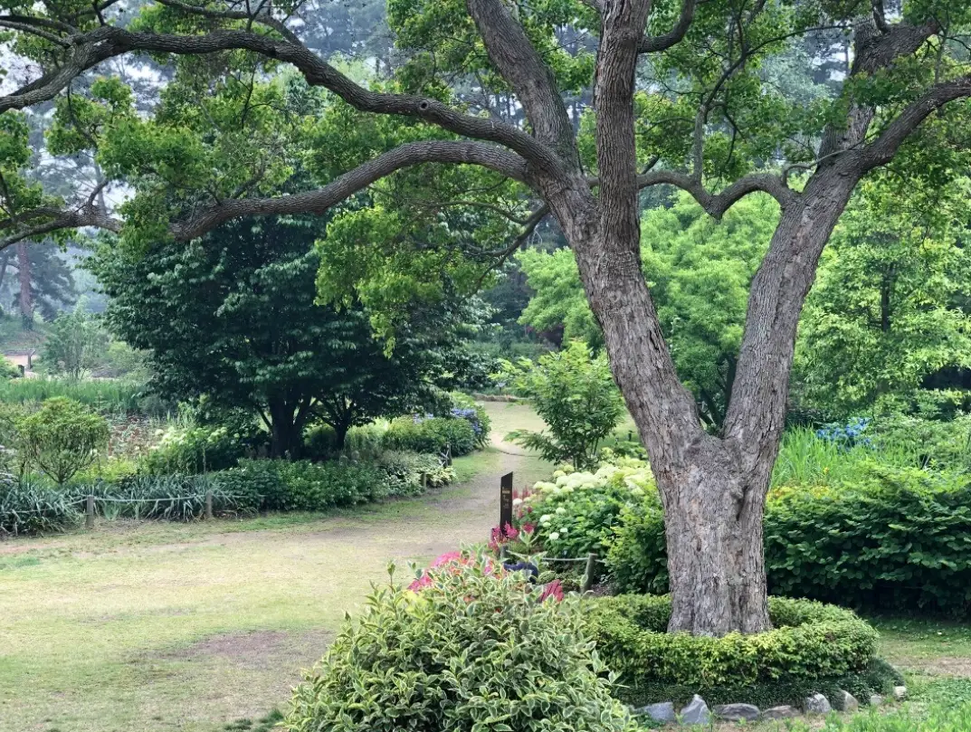 천리포수목원-입장료-운영시간-목련축제