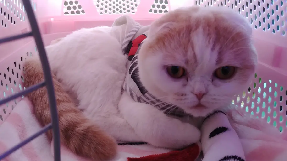 민생지원금 고양이분양 스코티쉬폴드