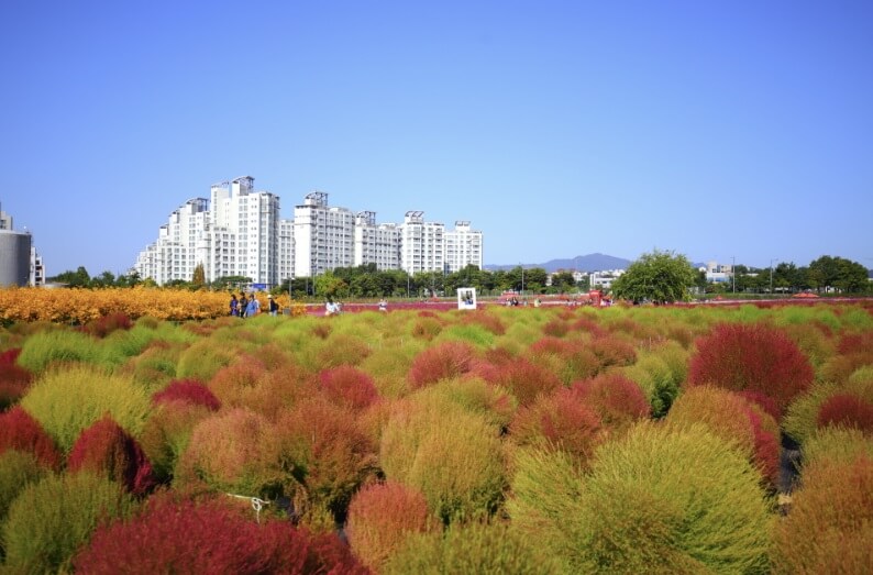 전국 가을 꽃 축제 추천 BEST