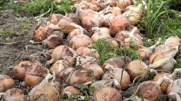 양파-효능-부작용