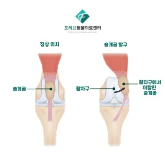 강아지 슬개골 탈구 수술 후유증_15