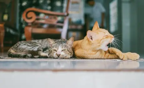 고양이 꿈해몽
