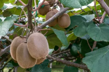 키위 가격 및 효능&amp;#44; 영양성분과 주의점
