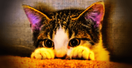 작은-아기-고양이