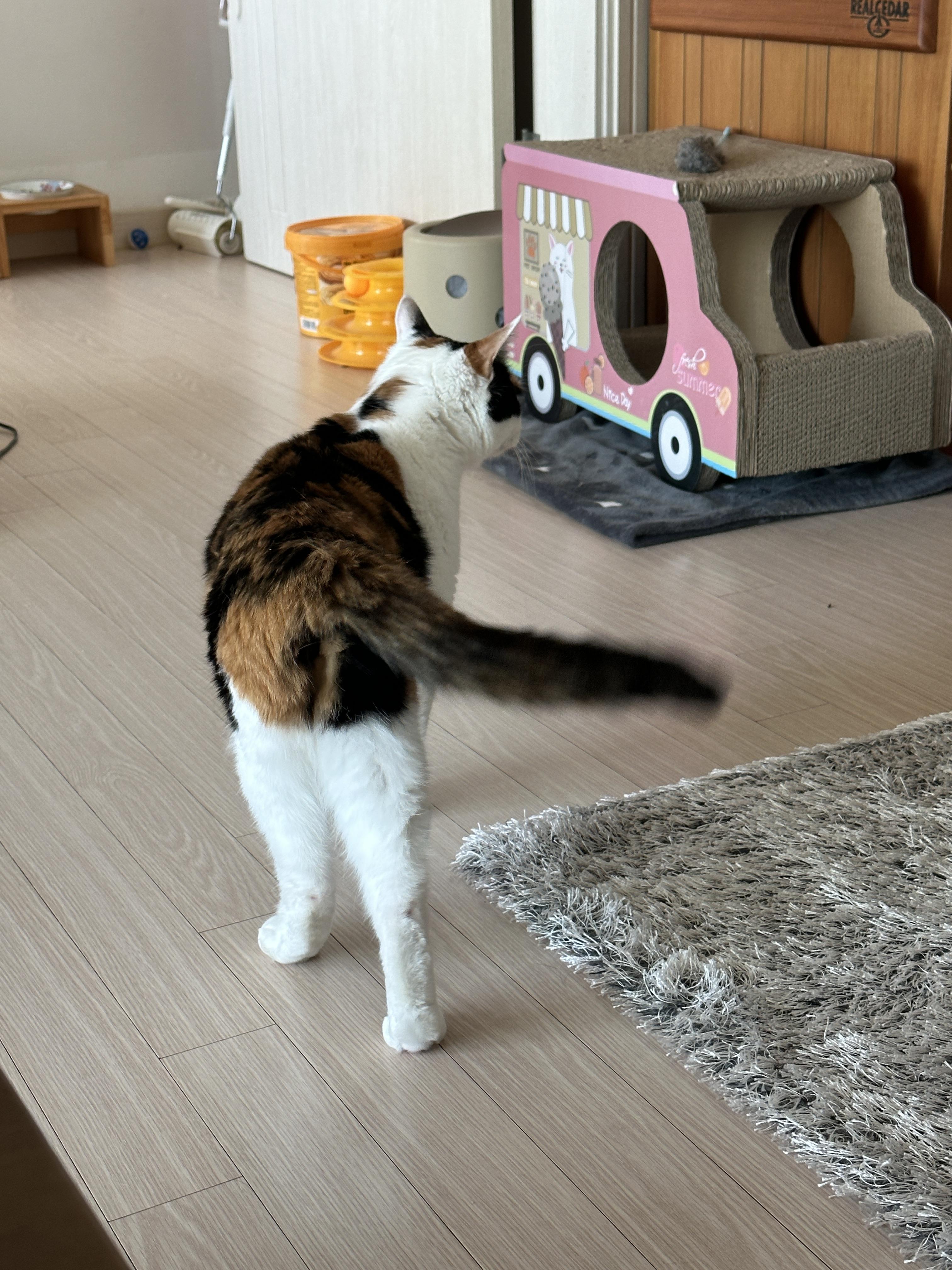 종이봉투 하나로도 즐거운 냥냥이들 (feat.손잡이는 잘라버리고 주기)