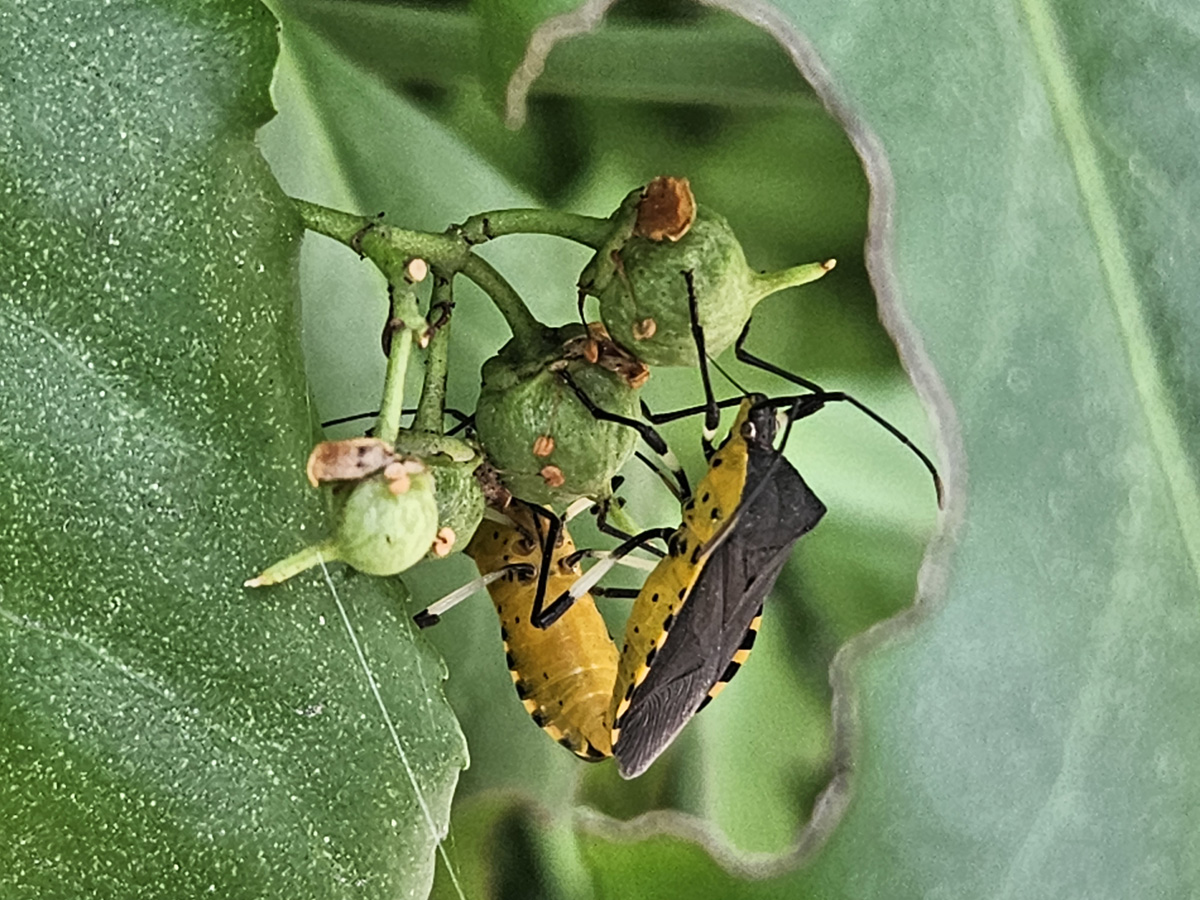 노랑배허리노린재 성충4