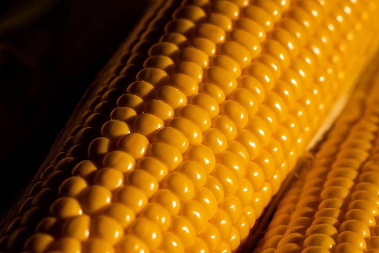 2025 홍천 찰옥수수 축제