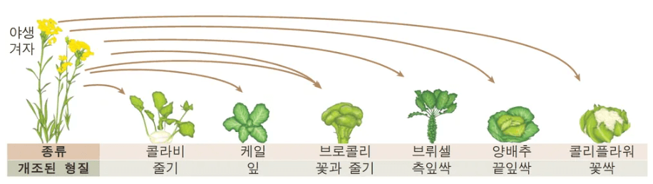브로콜리 효능