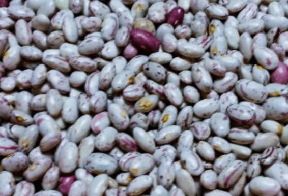 씨알이-굵은-강낭콩