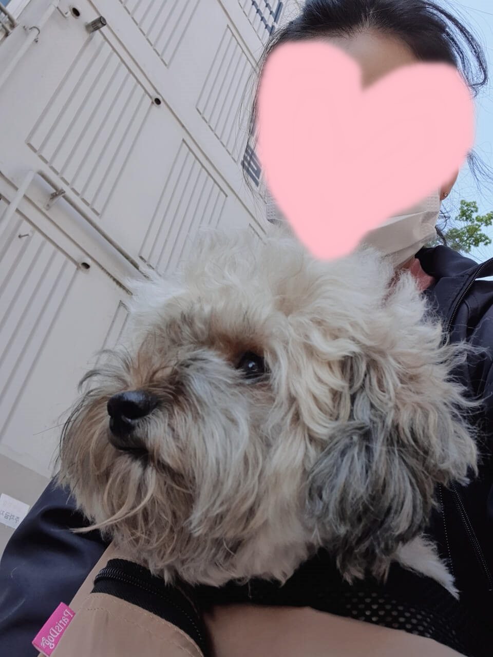 이동가방 안의 강아지