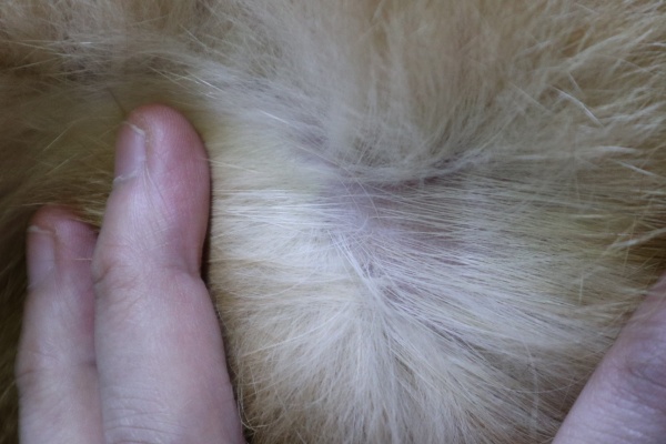 고양이피부병소독제