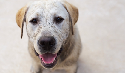 강아지 쿠싱증후군 7가지 원인