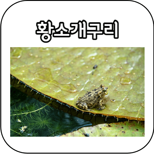 황소개구리