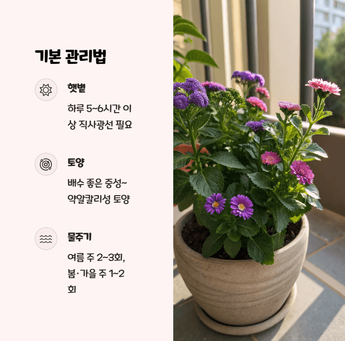 사계국화 키우기