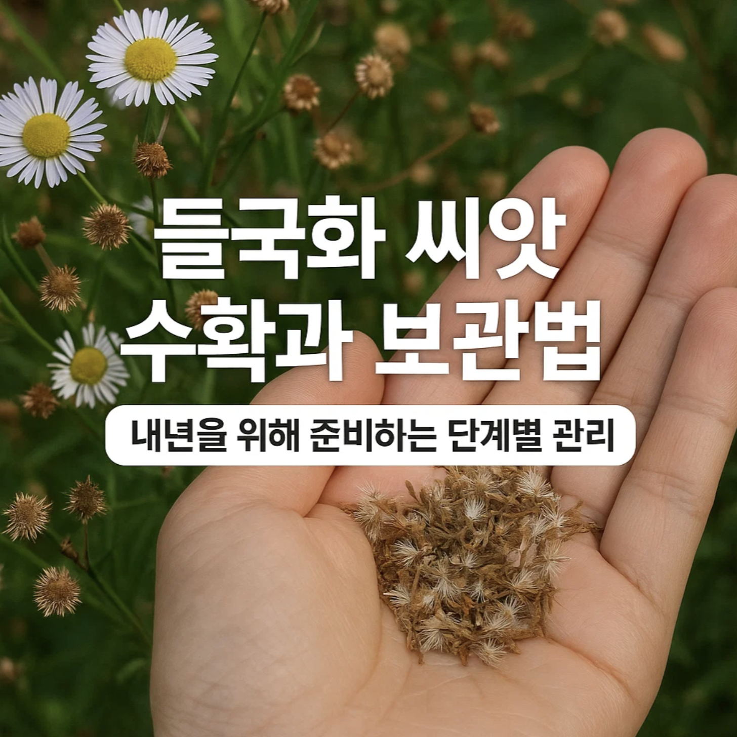 들국화 씨앗 수확과 보관법, 내년을 위해 준비하는 단계별 관리