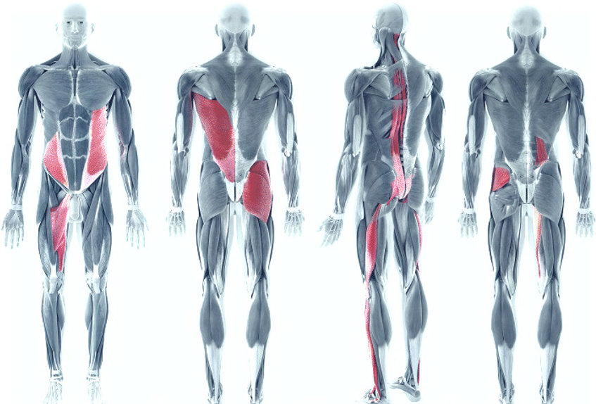 전신 연결성, 근막 슬링, 도미노 구조 설명용 나선형긴 근육긴장