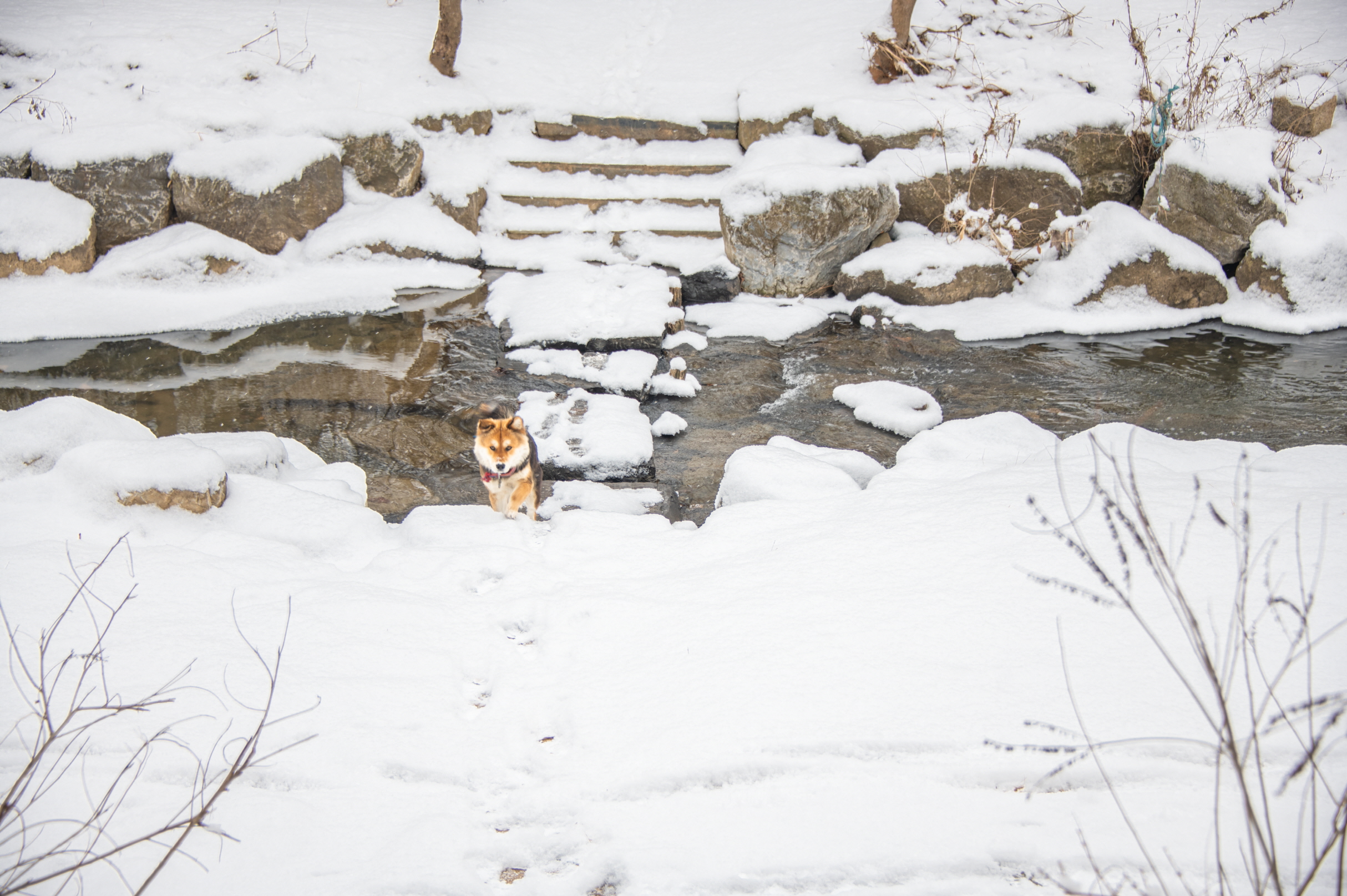 장수천을 걷다가 만난 강아지?...커다란 개