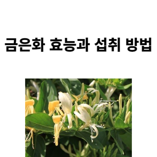 금은화 효능과 섭취 방법