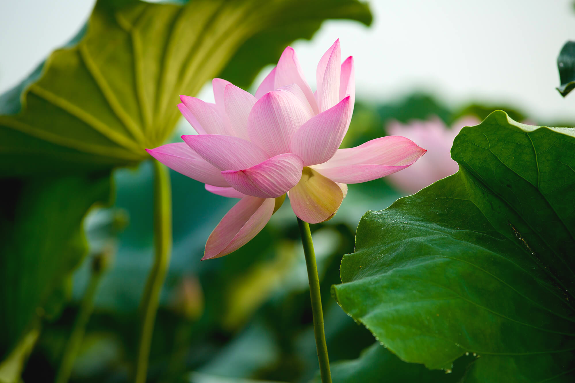 시흥 관곡지 연꽃테마파크 연꽃6
