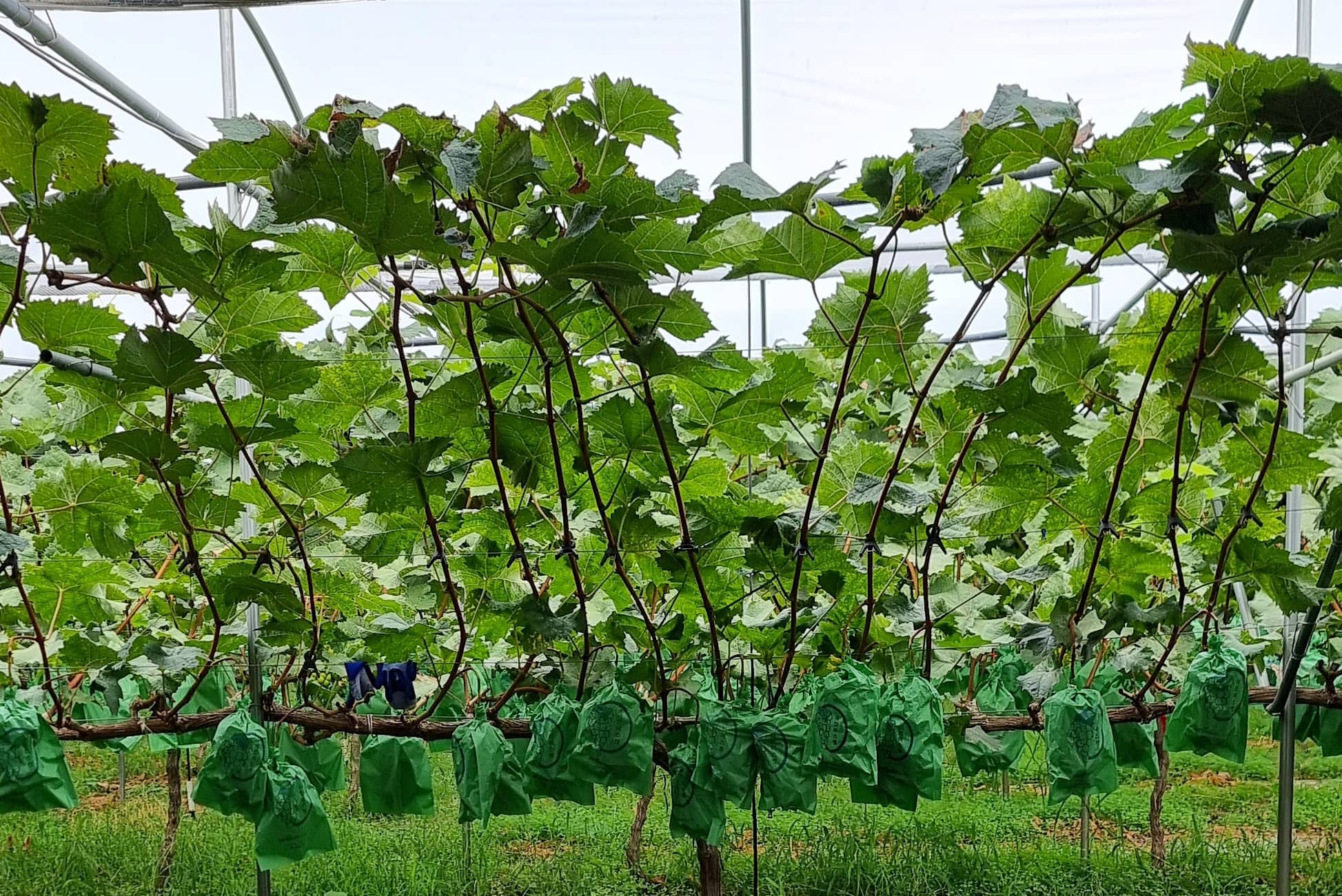 포도에 봉지를 씌우는 특별한 이유
