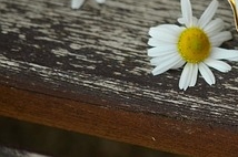 위 건강 영양제