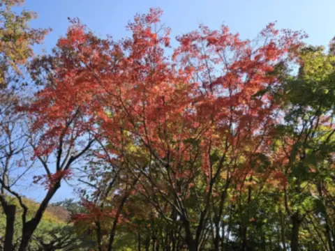 단풍명소-경주여행