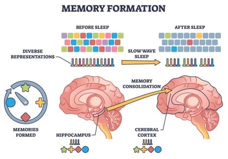 신경 가소성의 역동성: 시냅스 가소성과 장기상승작용을 통한 기억의 형상화