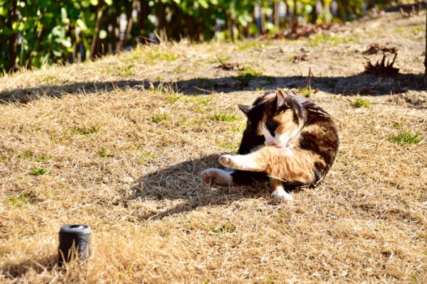 고양이 그루밍하는 모습