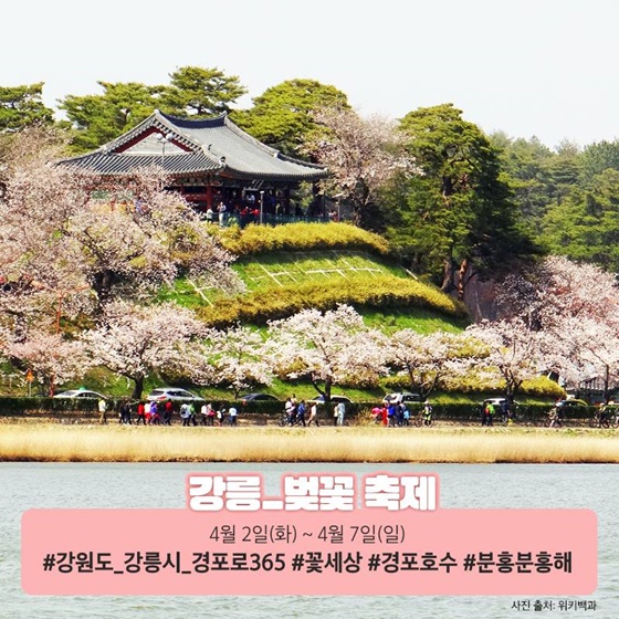 2026 전국 벚꽃 명소 : 강릉 벚꽃 축제